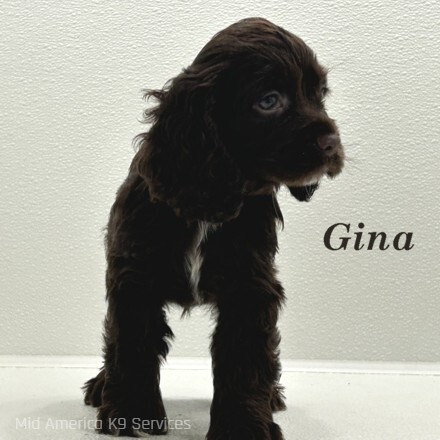 puppy, for, sale, Cocker Spaniel, Joe & Cherri  Overlease, dog, breeder, Miller, MO, dog-breeder, puppy-for-sale, forsale, nearby, find, puppyfind, locator, puppylocator, aca
